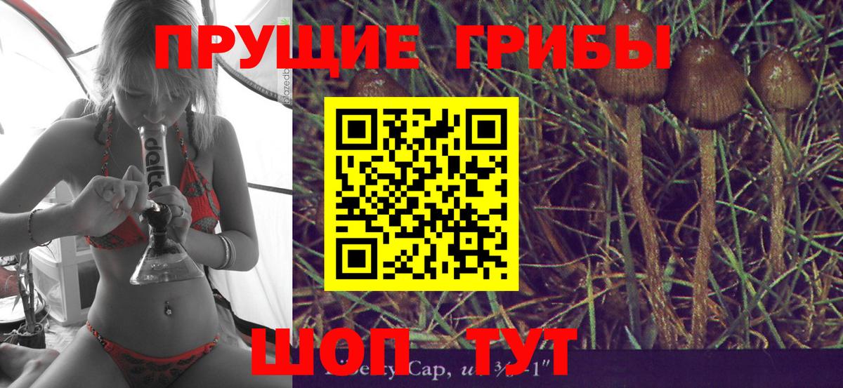 Галлюциногенные грибы Psilocybe Красногорск